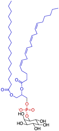 磷脂酰氨基核