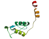 维生素D受体（VDR）